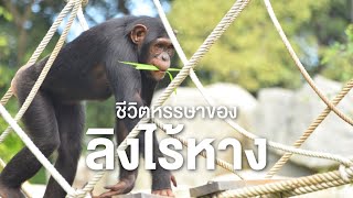 สารคดี สำรวจโลก ตอน ชีวิตหรรษาของลิงไร้หาง - ไขความลับวิวัฒนาการบรรพบุรุษของมนุษย์