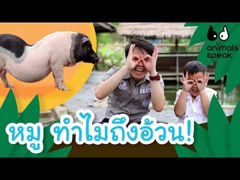 หมูกินอะไร ทำไมถึงอ้วน | Animals Speak [by Mahidol Kids]