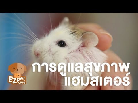 EZ pet care [by Mahidol] การดูแลสุขภาพแฮมสเตอร์