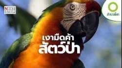 จากรังสู่กรง เส้นทางโหดของนกป่าในตลาดโลก | สารคดี สำรวจโลก ตอน จากป่าสู่กรง