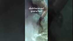 #สำรวจโลก #doxzilla #สารคดี #สารคดีสัตว์ #ฉลาม