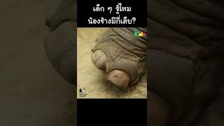 ช้างมีกี่เล็บ? #Shorts