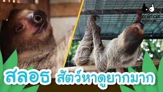 สลอธและนกพิราบหัวมงกุฎ | Animals Speak [Mahidol Kids]