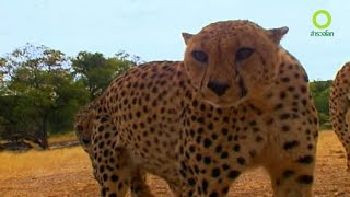 สารคดี สำรวจโลก ตอน สัตวแพทย์สัตว์ป่า