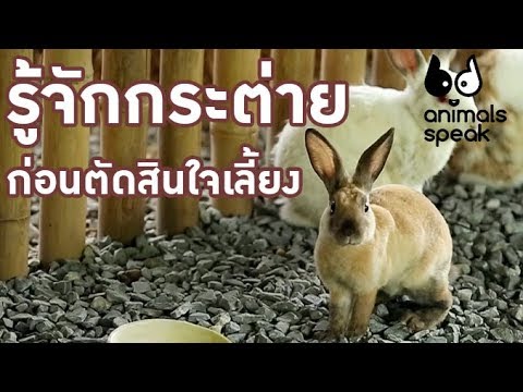 รู้จักกระต่ายก่อนตัดสินใจเลี้ยง : Animals Speak