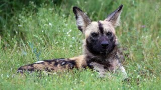 สารคดี สำรวจโลก หมาใน สุนัขป่าแห่งแอฟริกา