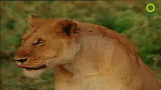 สารคดี สำรวจโลก ตอน สัตว์ป่าจากยุคน้ำแข็ง