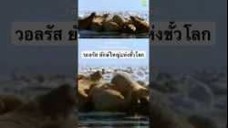 #doxzilla #สารคดีพากย์ไทย #สำรวจโลก #สารคดี #วอลรัส