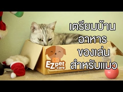 EZ pet care [by Mahidol] การเตรียมบ้าน อาหาร ของเล่นสำหรับน้องแมว