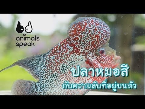 ปลาหมอสีกับความลับที่อยู่บนหัว : Animals Speak [by Mahidol]