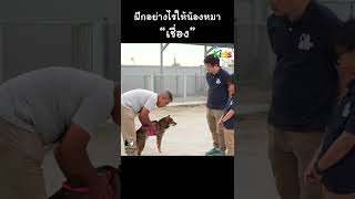 ฝึกน้องหมาอย่างไรให้เชื่อง #shorts