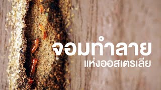 สารคดี สำรวจโลก ตอน จอมทำลายแห่งออสเตรเลีย