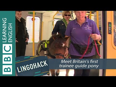 Meet Britain's first trainee guide pony - Lingohack