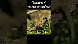 “ลิงกระรอก” เหมือนกระรอกแค่ไหน #Shorts