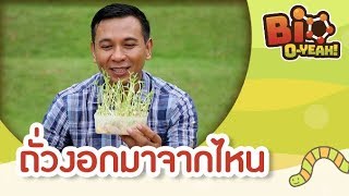 ถั่วงอกมาจากไหน | Bio O-YEAH! [by Mahidol Kids]