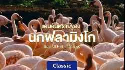 สารคดี แดนอันตรายของนกฟลามิงโก