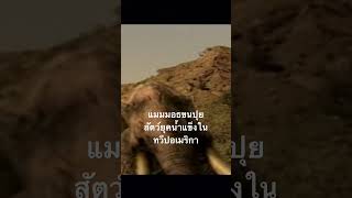 #doxzilla #สำรวจโลก #สารคดี #แมมมอธ #ยุคน้ำแข็ง