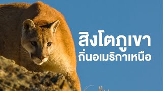 สารคดี สำรวจโลก ตอน สิงโตภูเขา ถิ่นอเมริกาเหนือ