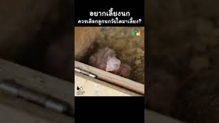 อยากเลี้ยงนก ควรเลือกลูกนกวัยไหน #Shorts