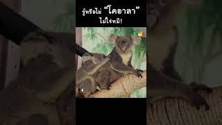 รู้หรือไม่ “โคอาลา” ไม่ใช่หมี!! #Shorts