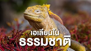 สารคดี สำรวจโลก ตอน เอเลียนในธรรมชาติ