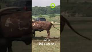 #สำรวจโลก #doxzilla #สารคดี #สารคดีสัตว์