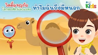 ทำไมฉันถึงมีหนอก | วิดดี้ผจญภัย "โลกของสัตว์และแมลง"