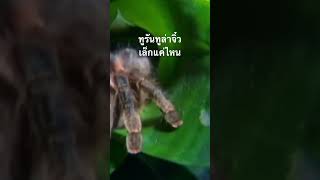 #สำรวจโลก #doxzilla #สารคดี #สารคดีสัตว์ #สารคดีสัตว์โลก #สารคดีสั้น