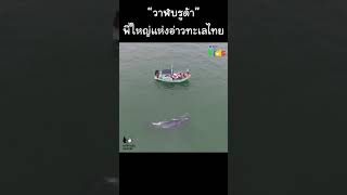 “วาฬบรูด้า” (Bryde's whale) พี่ใหญ่แห่งอ่าวไทย #Shorts