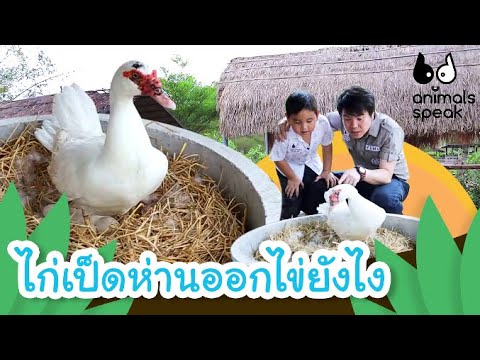 ไก่เป็ดห่านออกไข่ยังไง | Animals Speak [by Mahidol Kids]