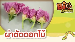 ผ่าตัดดอกไม้ | Bio O-YEAH! [Mahidol Kids]