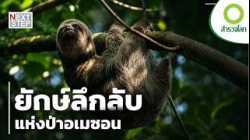 8,000 ปีหลังสูญพันธุ์ สลอตยักษ์อาจยังซ่อนตัวอยู่ในอเมซอน? | สารคดี สำรวจโลก ตอน ยักษ์ลึกลับแห่งป่า