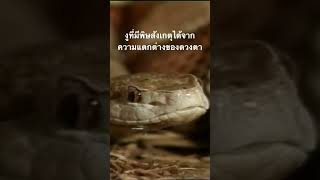 ดูวิดีโอเต็มกด Created from @nextstepwave #สำรวจโลก #doxzilla #สารคดีสัตว์ #งูพิษ