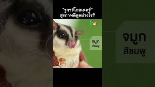 ชูการ์ไกลเดอร์ สุขภาพดีหรือไม่ ดูแบบนี้... #Shorts