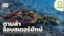 ล็อบสเตอร์อาจมีอายุถึง 100 ปี จริงหรือไม่? | สารคดี สำรวจโลก ตอน ตามล่าล็อบสเตอร์ยักษ์