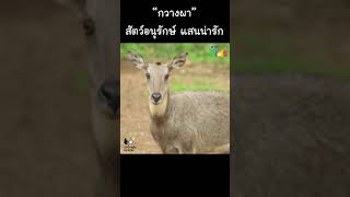 "กวางผา" สัตว์อนุรักษ์ แสนน่ารัก #Shorts