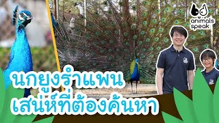 นกยูงรำแพน เสน่ห์ที่ต้องค้นหา | Animals Speak