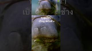 #สารคดี #สำรวจโลก #doxzilla #สารคดีสัตว์ #สารคดีสัตว์โลก #animals #พะยูน