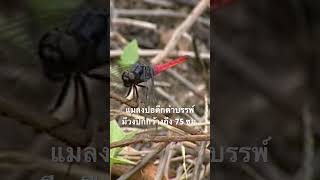 ดูสารคดีเต็มกด Created from @nextstepwave #สำรวจโลก #doxzilla #สารคดี #สารคดีสัตว์โลก