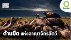 สัตว์ก็ “บาป” ได้? เปิดโลกพฤติกรรมสุดเหลือเชื่อของเหล่าสัตว์ สารคดี สำรวจโลก ตอน สัญชาตญาณแห่งบาป