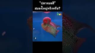 “ปลาหมอสี” สมองใหญ่จริงหรือ? #Shorts