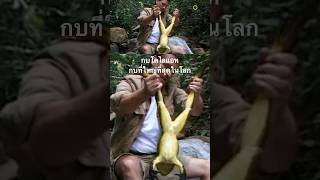 #สารคดี #สำรวจโลก #สารคดีสัตว์ #สารคดีสัตว์โลก #สารคดีสั้น #doxzilla #สารคดีสัตว์ป่า #กบโคไลแอท