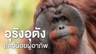 สารคดี สำรวจโลก ตอน อุรังอุตัง สัตว์น้อยผู้อาภัพ