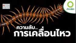 วิวัฒนาการของการก้าวไปข้างหน้า  | สารคดี สำรวจโลก