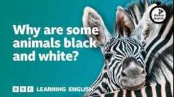 Why are some animals black and white? ⏲️ 6 Minute English