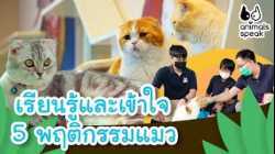 เรียนรู้และเข้าใจ 5 พฤติกรรมแมว | Animals Speak