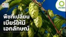 “ฮอป” พืชลึกลับ เบื้องหลังรสชาติของเบียร์ | สารคดี สำรวจโลก ตอน ฮอปแห่งบาวาเรีย