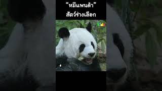 “หมีแพนด้า” สัตว์ช่างเลือก #Shorts