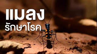 สารคดี สำรวจโลก ตอน แมลงรักษาโรค