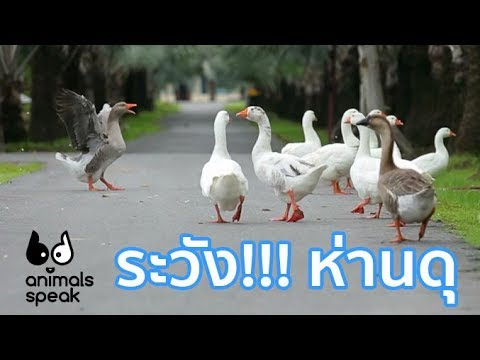 ระวัง! ห่านดุ : Animals Speak [by Mahidol]